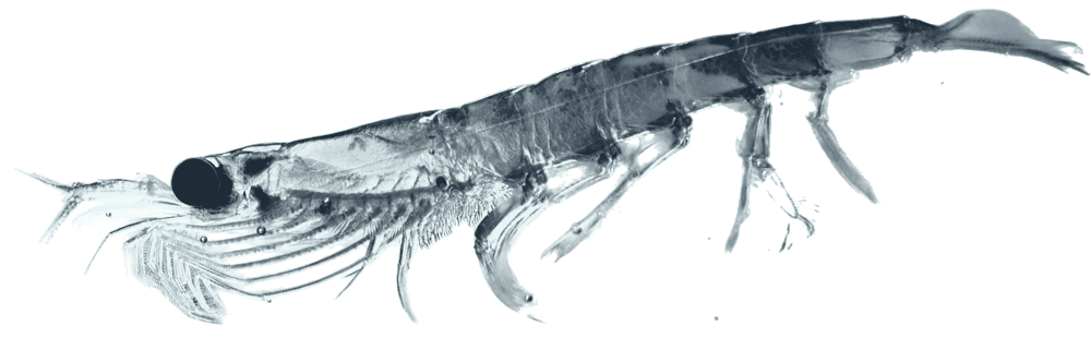 Krill