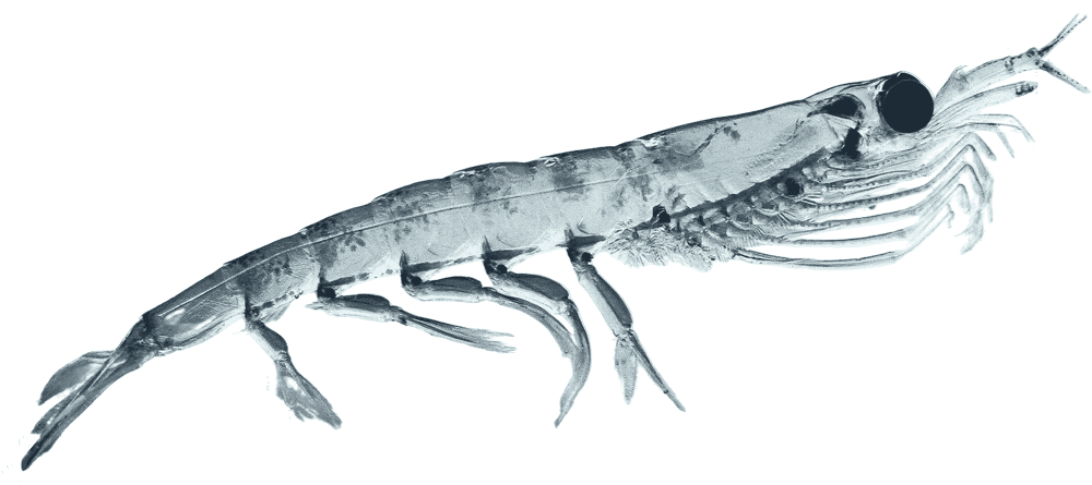 Krill
