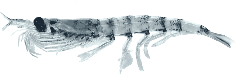 Krill